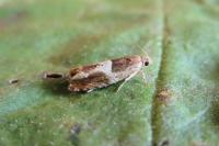 Epinotia tenerana