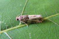 Gypsonoma aceriana