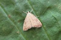Evergestis pallidata