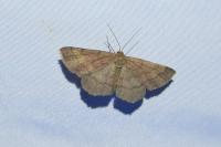 Scopula rubiginata