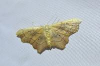 Idaea emarginata