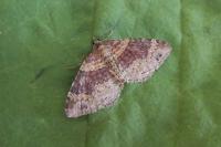 Xanthorhoe spadicearia