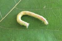 Cabera pusaria