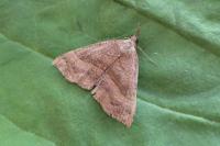 Hypena proboscidalis