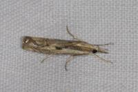 Agriphila geniculea