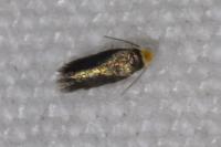 Stigmella