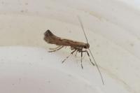 Calybites phasianipennella
