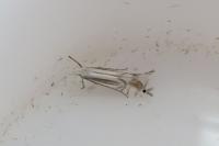Phyllocnistis ramulicola/saligna