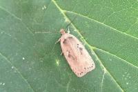 Agonopterix yeatiana