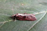 Acleris cristana