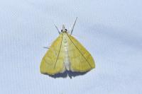 Anania crocealis