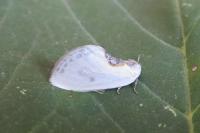 Cilix hispanica