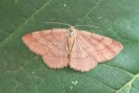 Scopula rubiginata