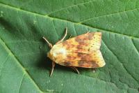 Cirrhia icteritia