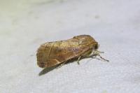 Cosmia affinis