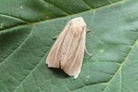 Mythimna straminea