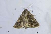 Tholera decimalis