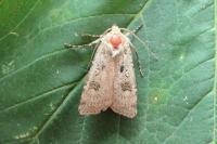 Agrotis trux