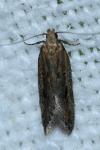 Mirificarma mulinella