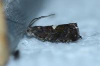 Pammene spiniana