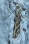 Phyllonorycter