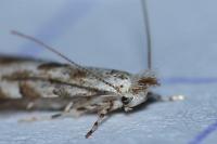 Phyllonorycter