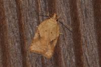 Acleris ferrugana/notana