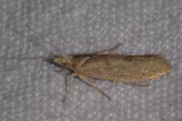 Ypsolopha alpella