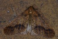 Erannis defoliaria