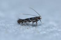 Parectopa ononidis