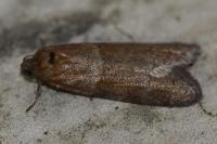 Tortricodes alternella