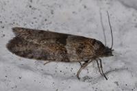 Tortricodes alternella