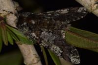 Biston strataria