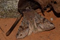 Orthosia incerta