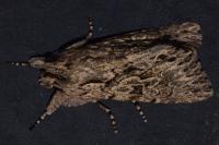 Xylocampa areola