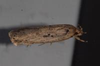 Agonopterix yeatiana