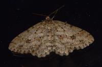 Ectropis crepuscularia