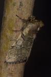 Achlya flavicornis