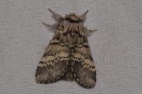 Drymonia ruficornis