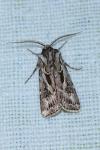 Agrotis vestigialis