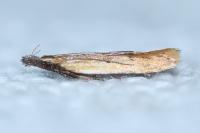 Dichomeris limosella