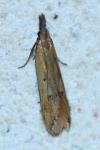 Dichomeris limosella