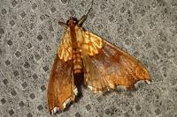 Agrotera nemoralis