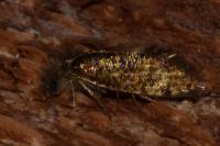 Dyseriocrania subpurpurella