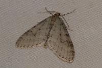 Trichopteryx carpinata