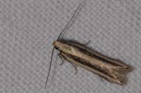 Mirificarma interrupta