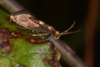 Incurvaria masculella