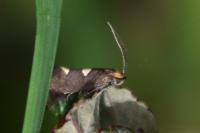 Incurvaria masculella