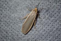 Katha depressa