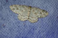 Ectropis crepuscularia